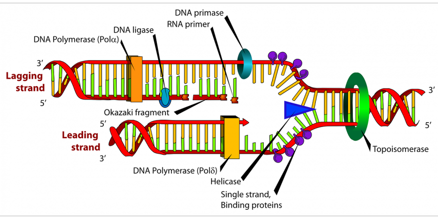 diagram-41531_1280pixabay